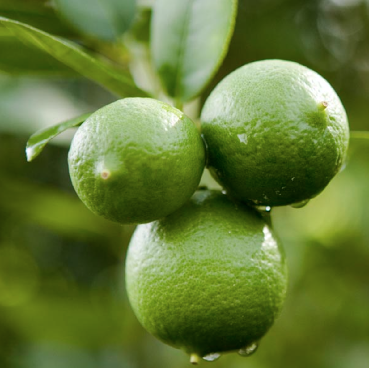 Dwarf Key Lime Tree
