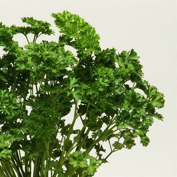 Herb Curled Parsley