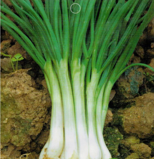 Shallots Plant