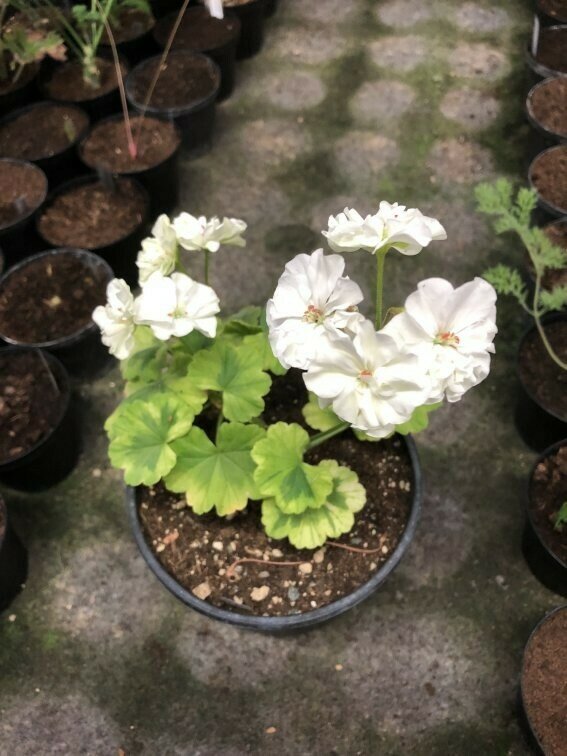 Pelargonium hortorum Ivory Snow A Z Pelargonien Gaertnerei Ralf Paul