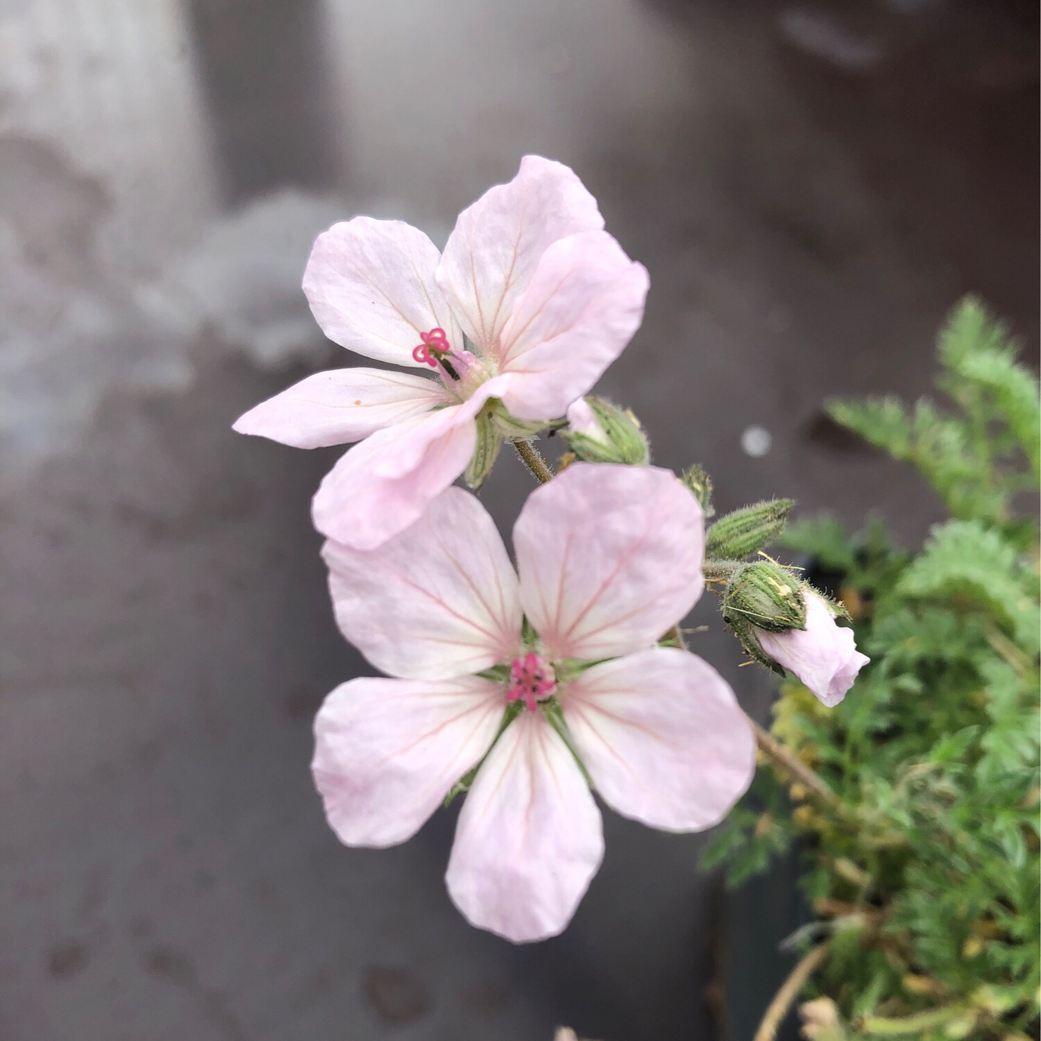 Erodium absinthoides var. amanum A Z Pelargonien Gaertnerei Ralf Paul