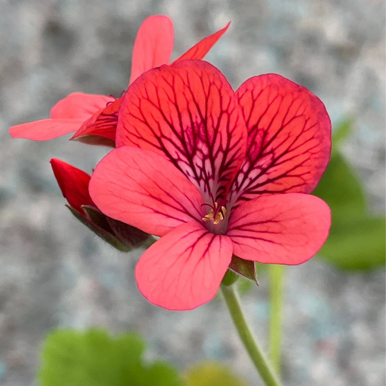 Pelargonium Petrei Cucullidum A Z Pelargonien Gaertnerei Ralf Paul