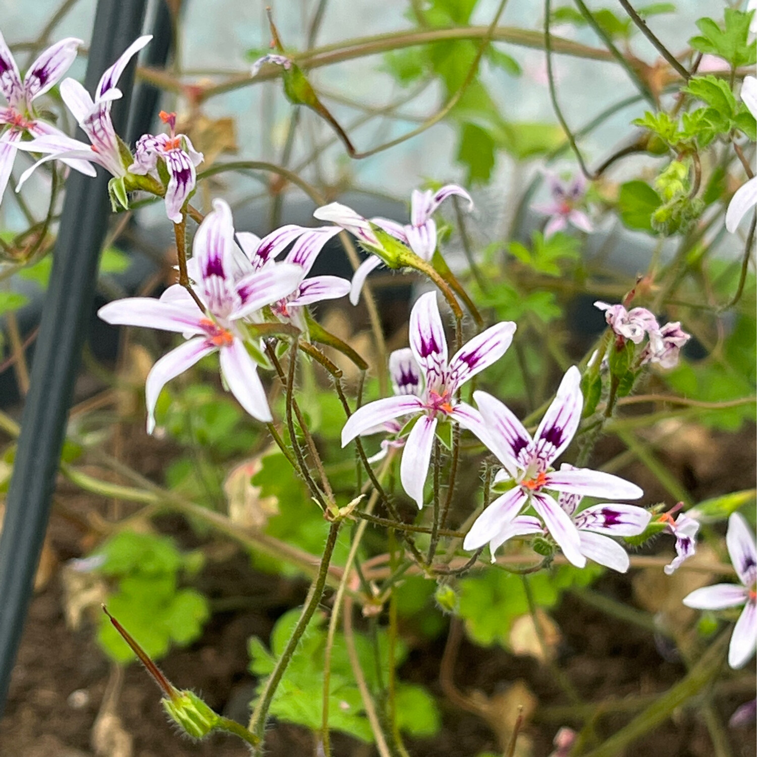 Pelargonium columbinum A Z Pelargonien Gaertnerei Ralf Paul