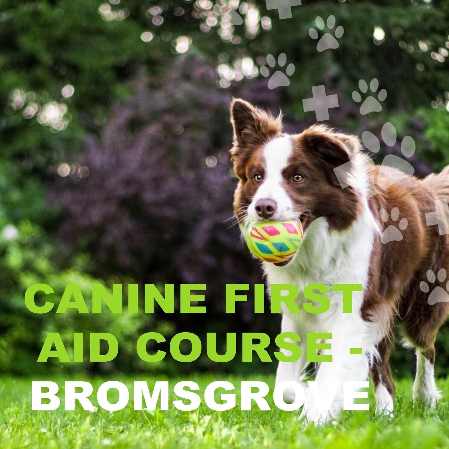 CANINE FIRST AID COURSE