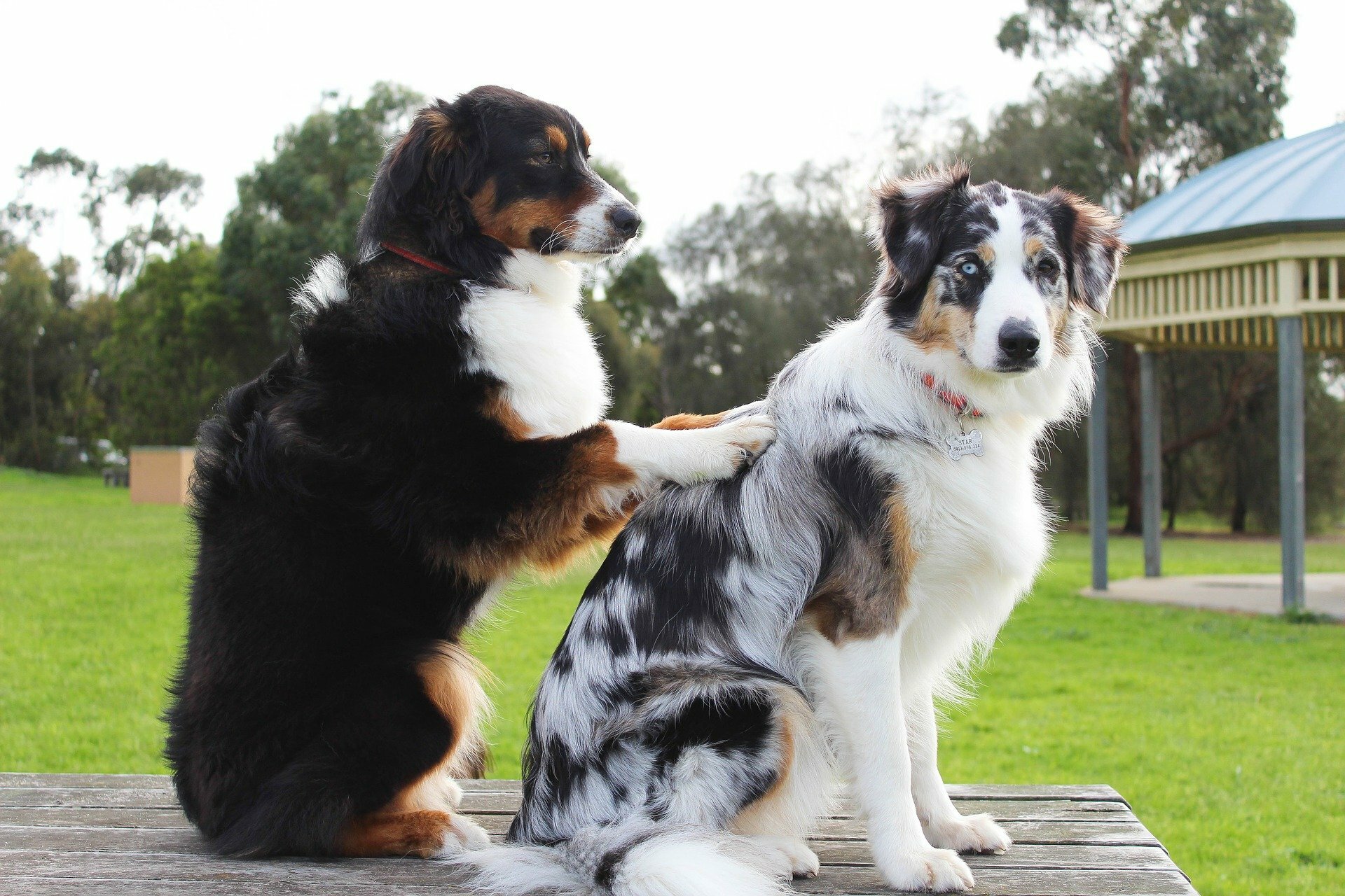 ANIMAUX DE COMPAGNIE