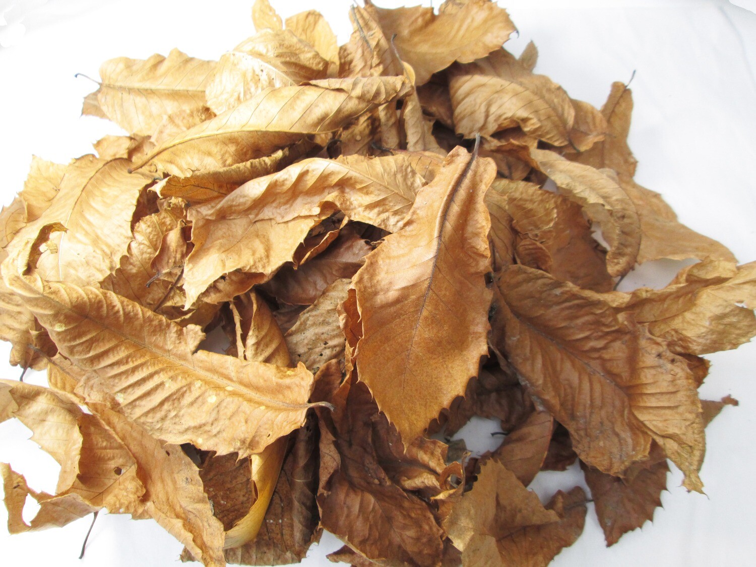 100 6L Dried Organic SWEET CHESTNUT Leaves Leaf Litter Reptiles Isopod