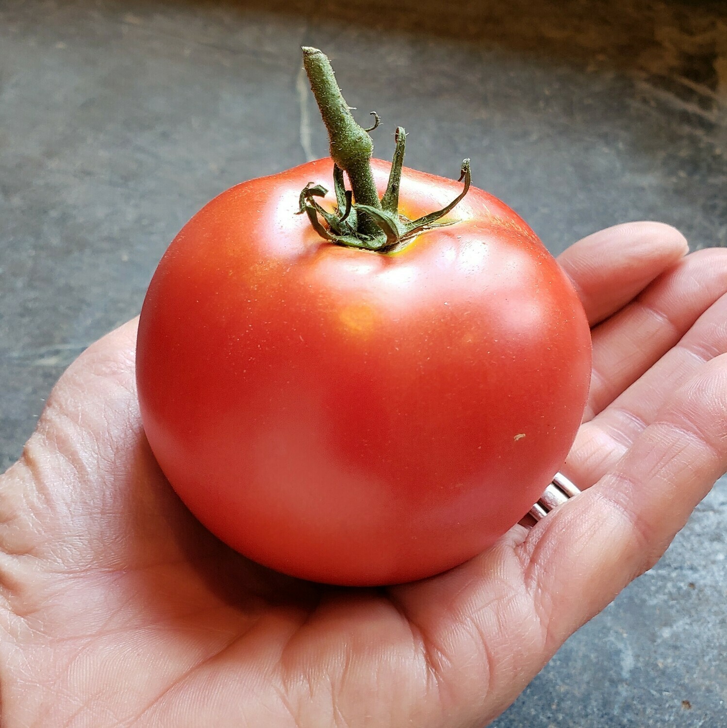 'Carmello' Tomato