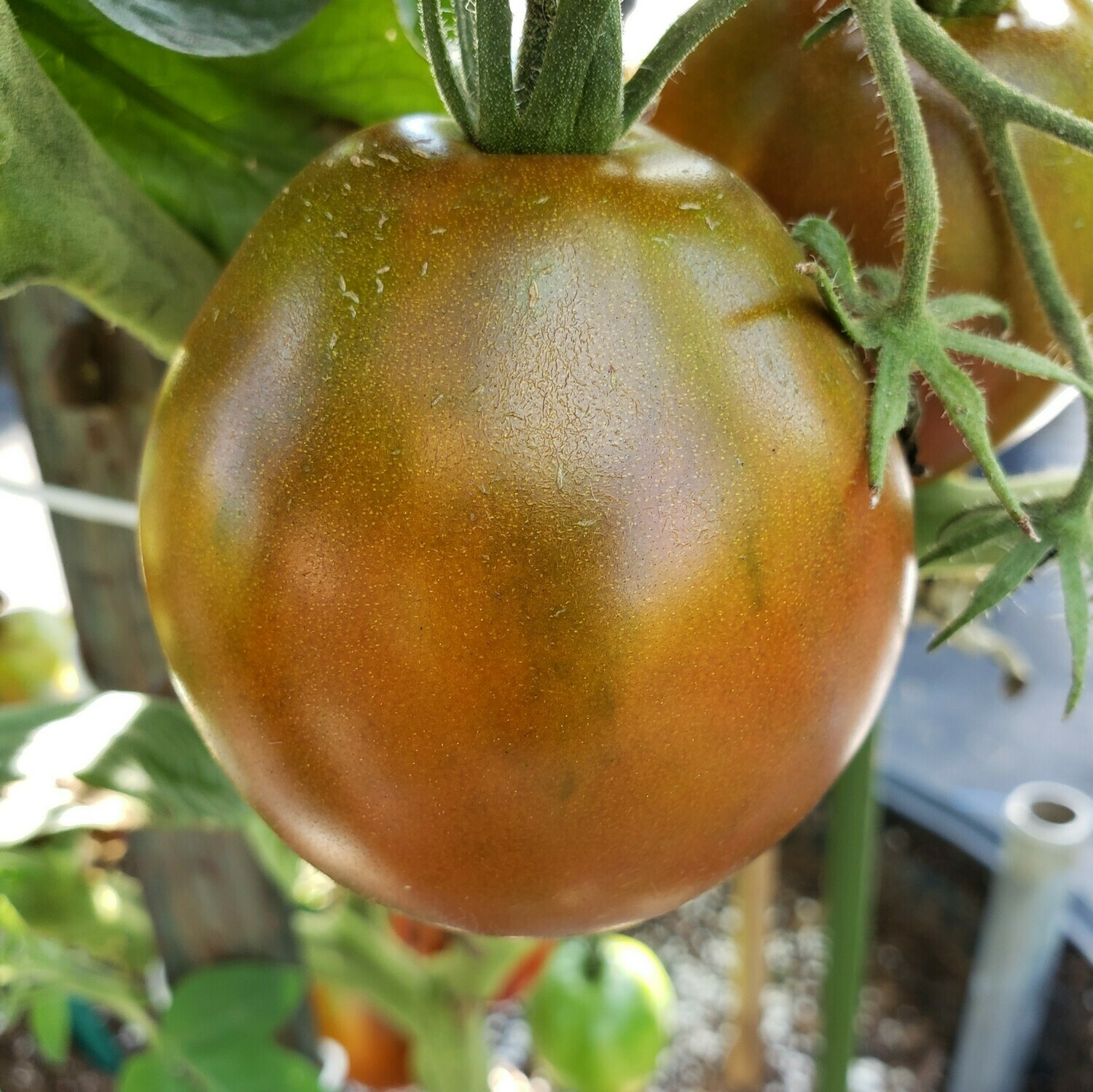 'Japanese Black Trifele' Tomato