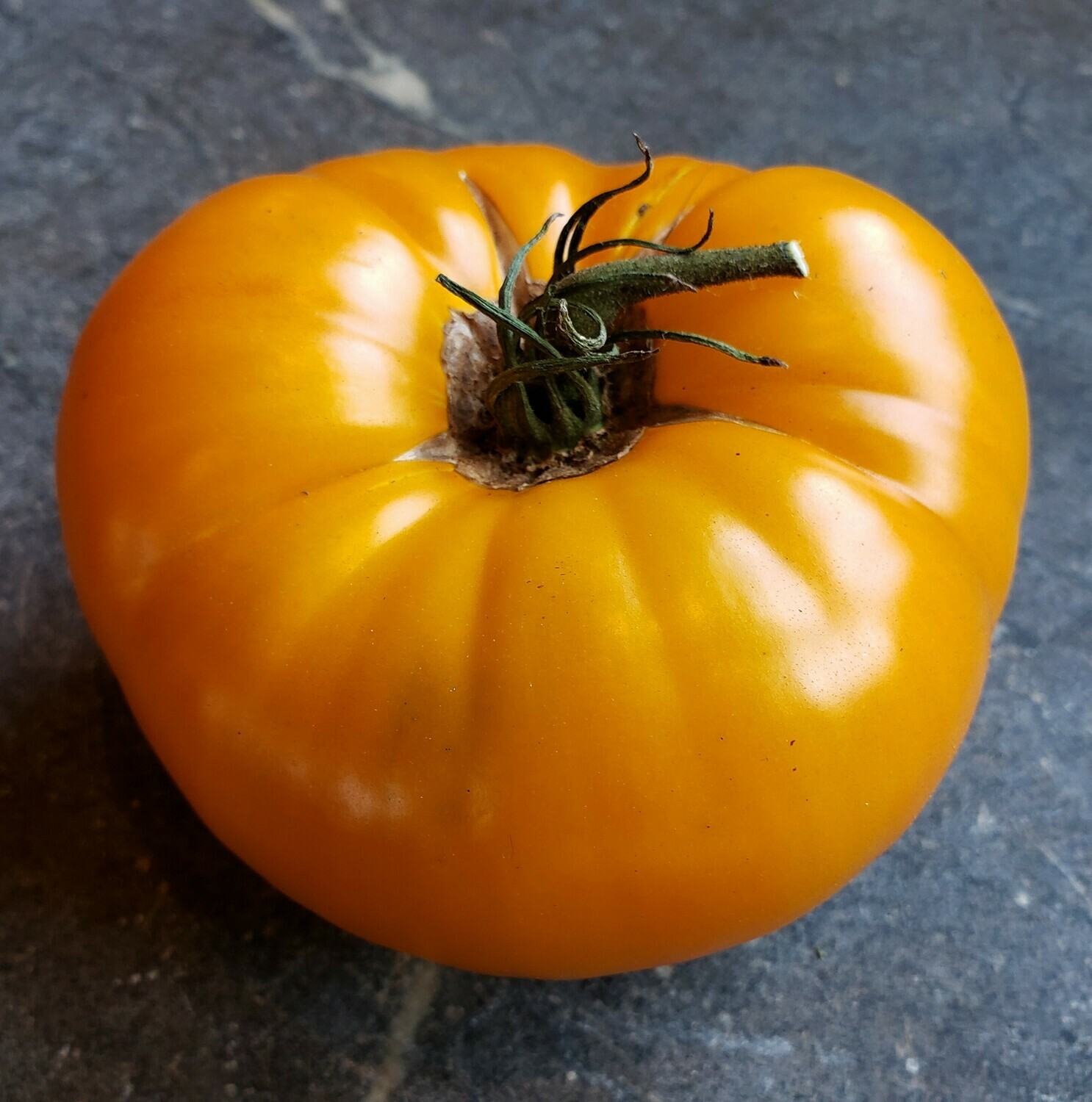 'Orange Russian 117' Tomato