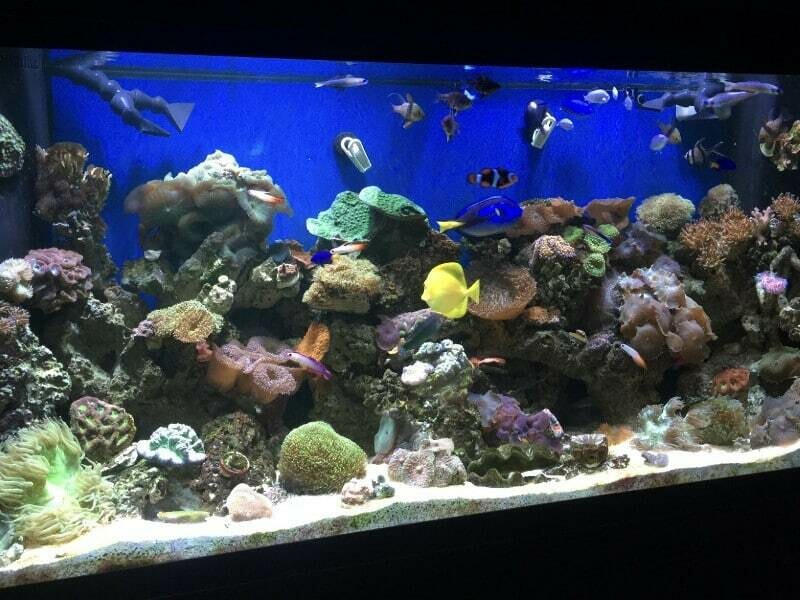 Customer Aquarium