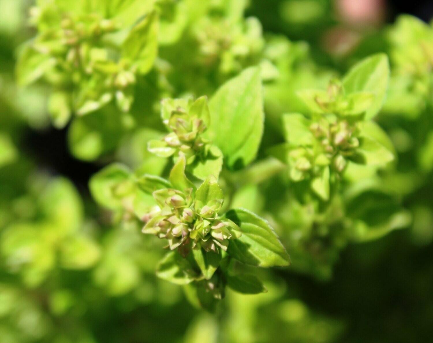 Marjoram Gold Tipped