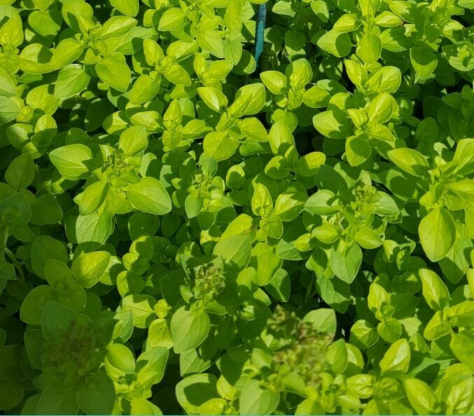Marjoram Golden