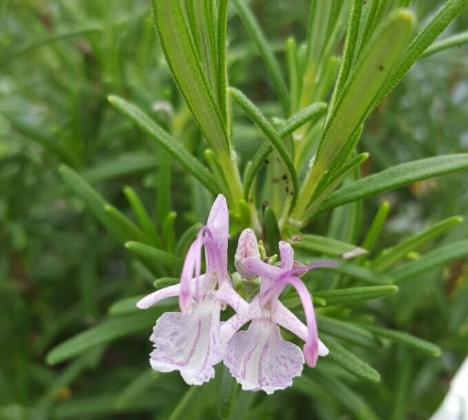 Rosemary Pink
