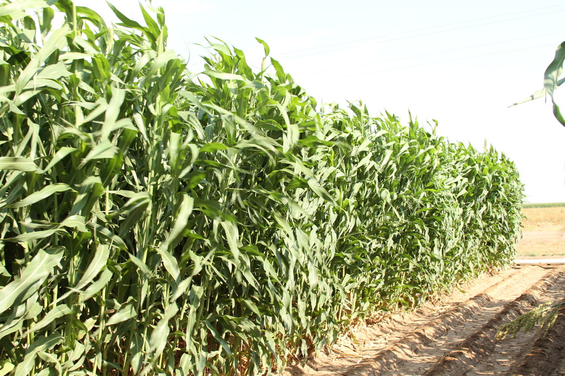 Food Plot Seed Pulaski Warehouse Inc.