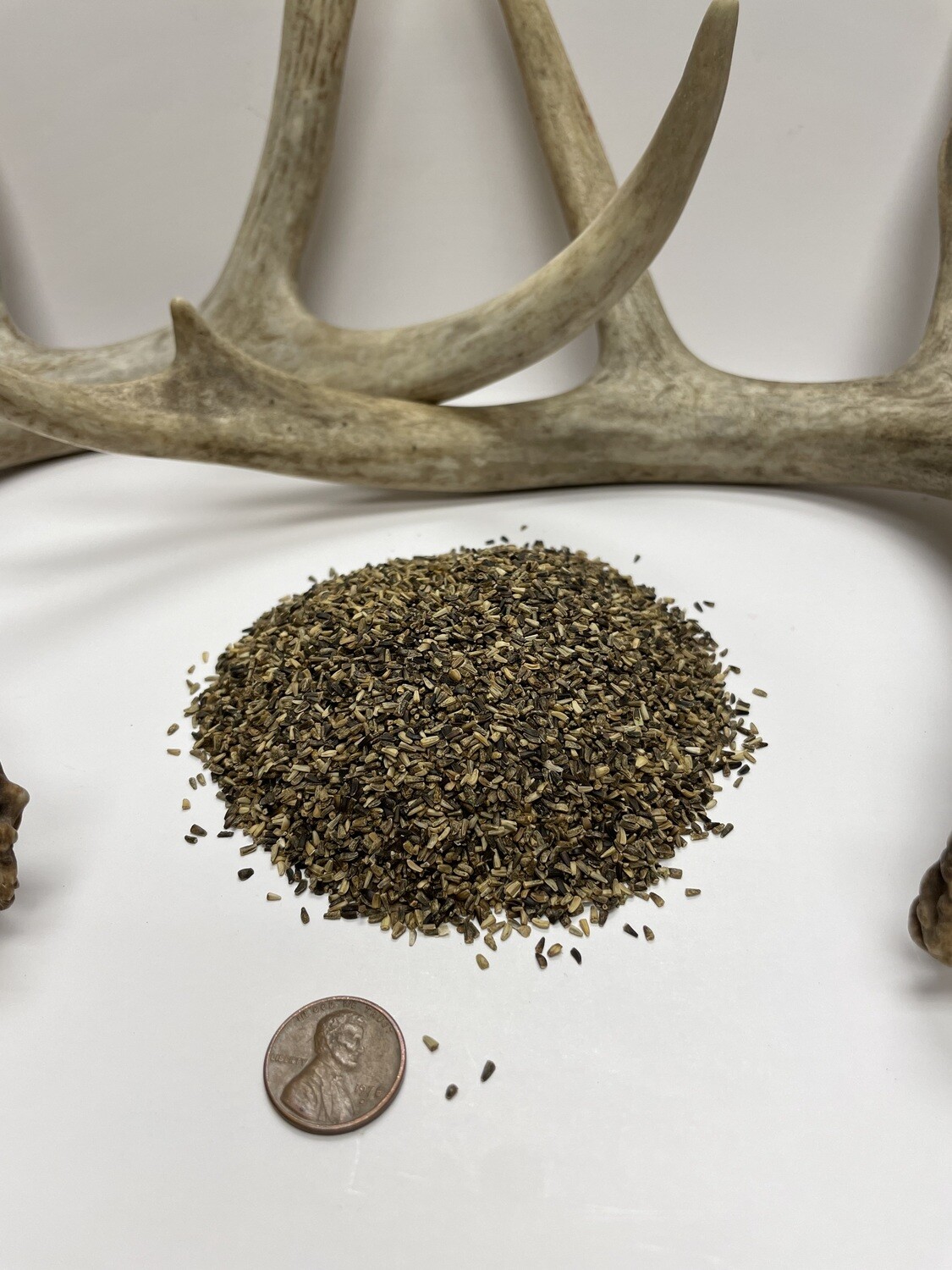 Chicory Food Plot Seed Pulaski Warehouse Inc.