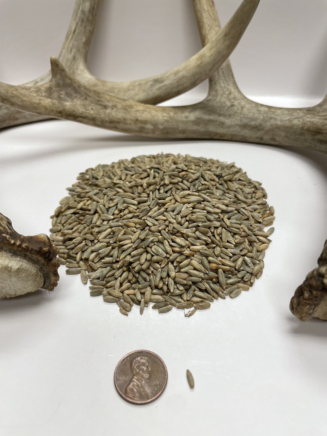 Rye Food Plot Seed Pulaski Warehouse Inc.