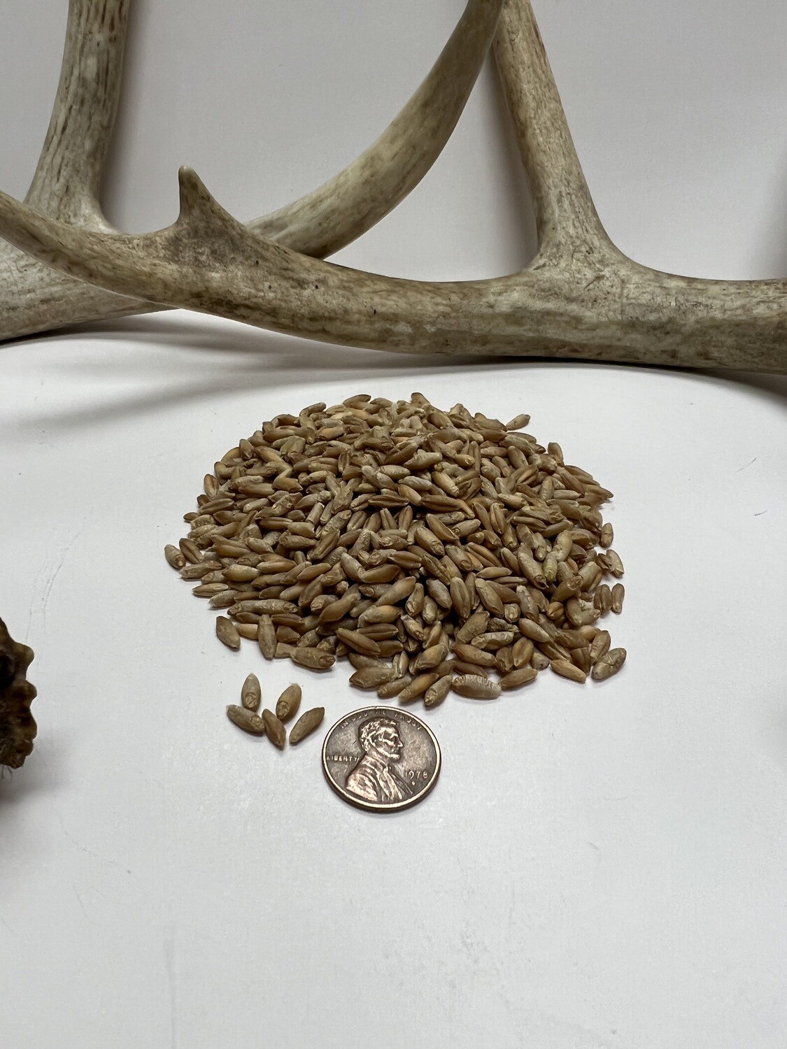 Triticale Food Plot Seed Pulaski Warehouse Inc.