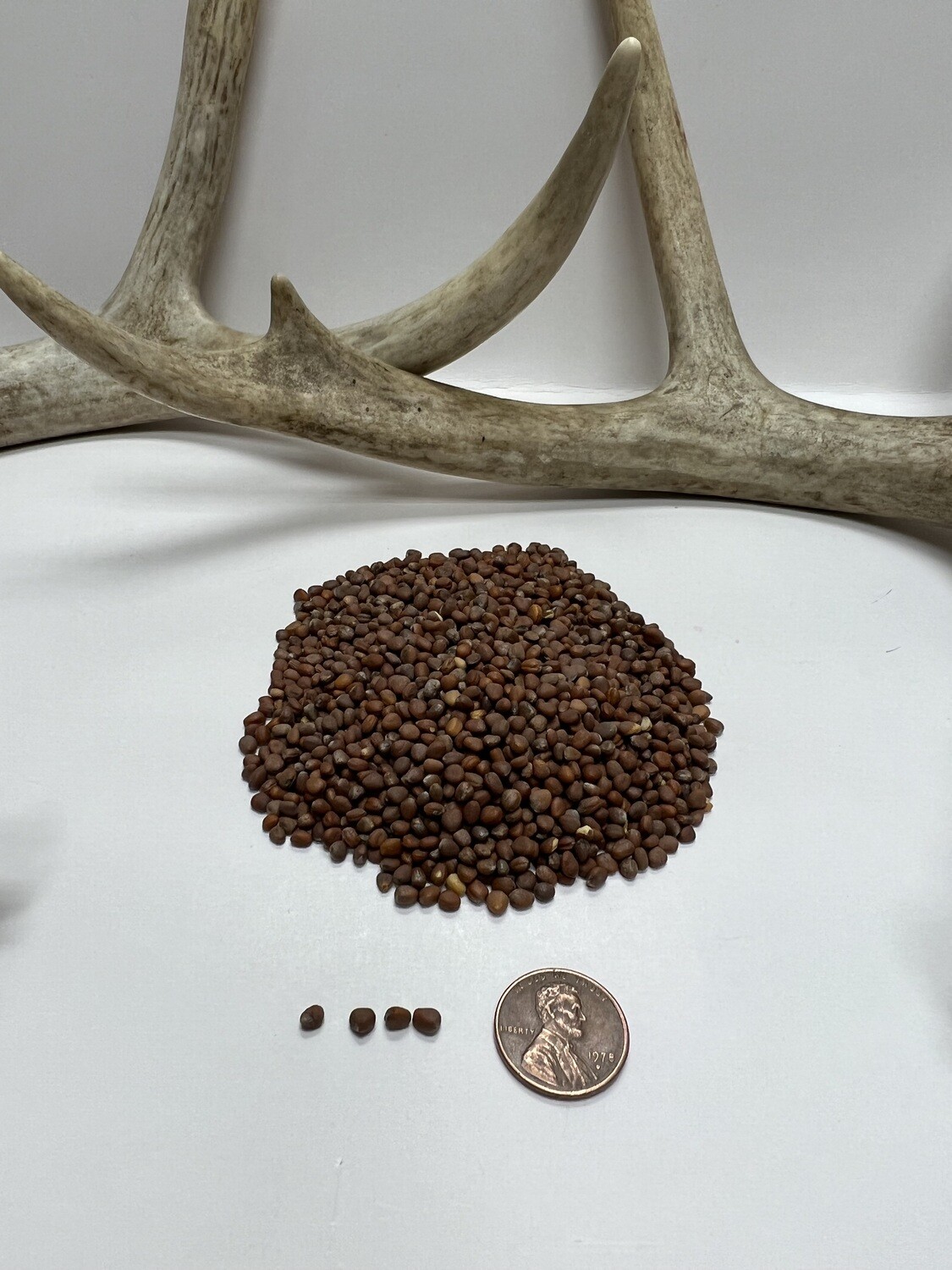 Daikon Radish Food Plot Seed Pulaski Warehouse Inc.