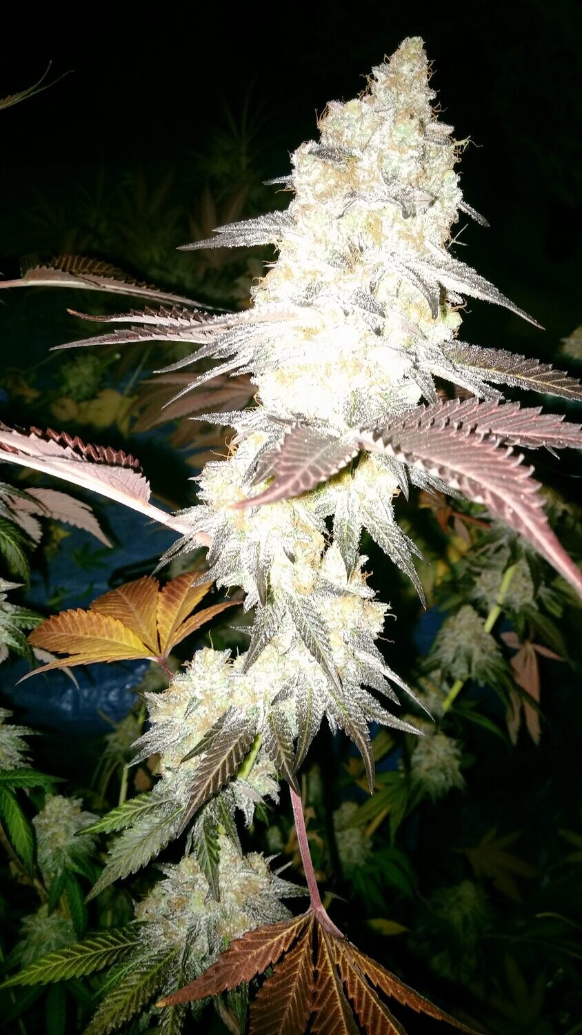 God's White Banana Kush 12 Regular Seeds Jordan of the Islands
