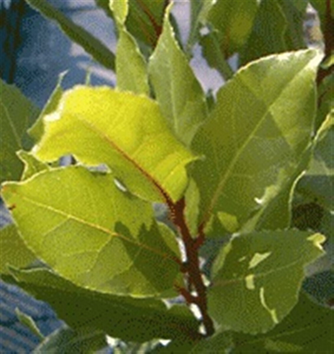 Laurier sauce Pot de 13