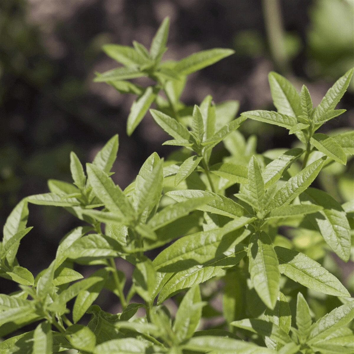 Verveine citronnelle Pot de 10