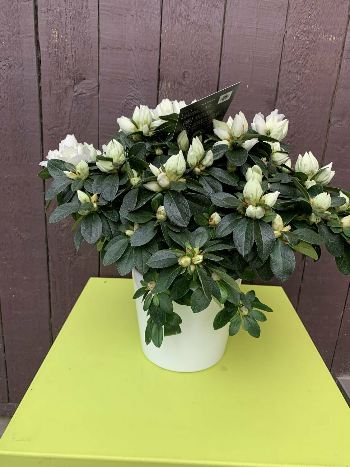 Azalea in pot