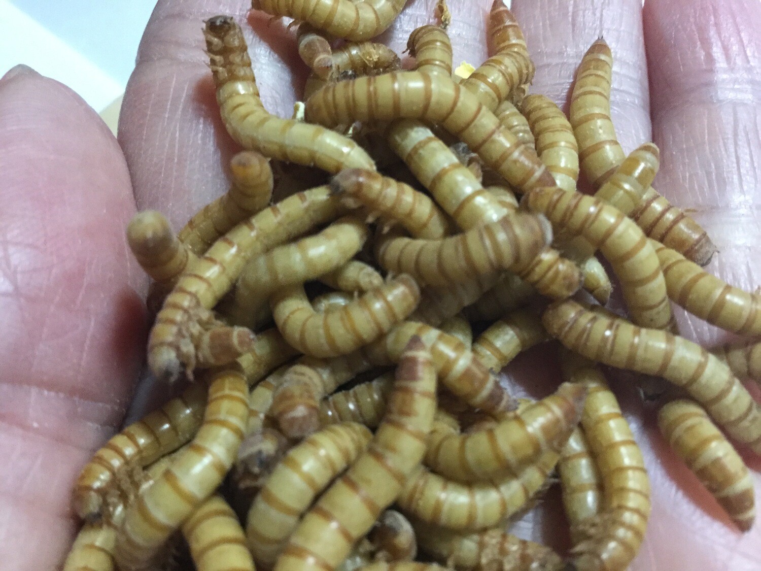 Mealworms (Tenebrio Molitor)