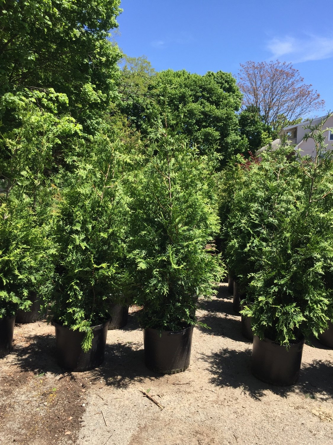 56 FT Green Giant Arborvitaes PREMIUM