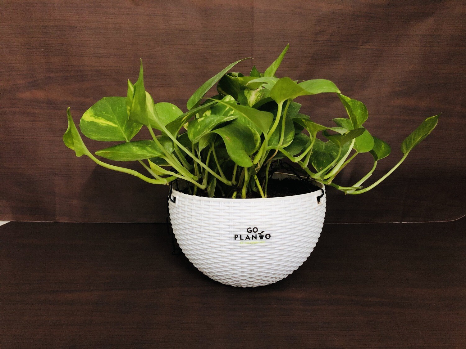 Money Plant Robusta in Euro Hanging Pot 7"