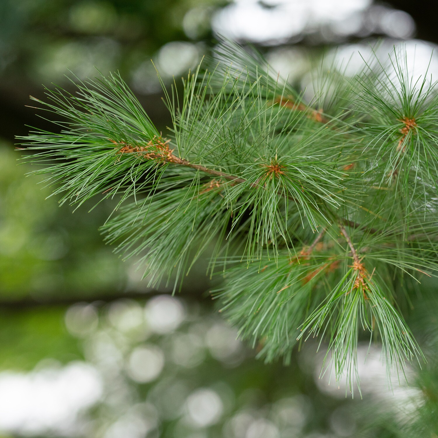 Store — Pinus strobus White Pine — Ontario Native Plant Nursery