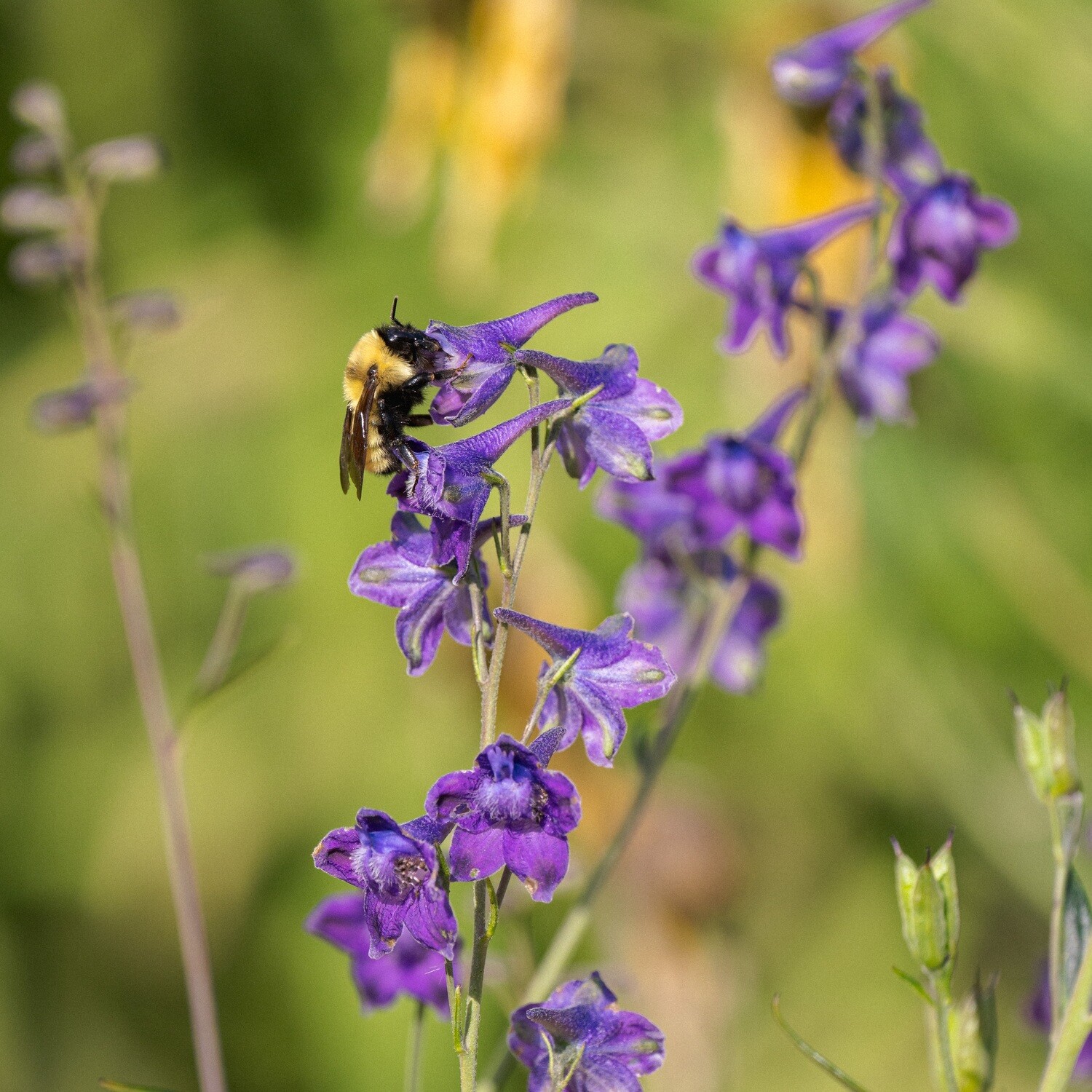 Store — Delphinium exaltatum Tall Larkspur — Ontario Native Plant