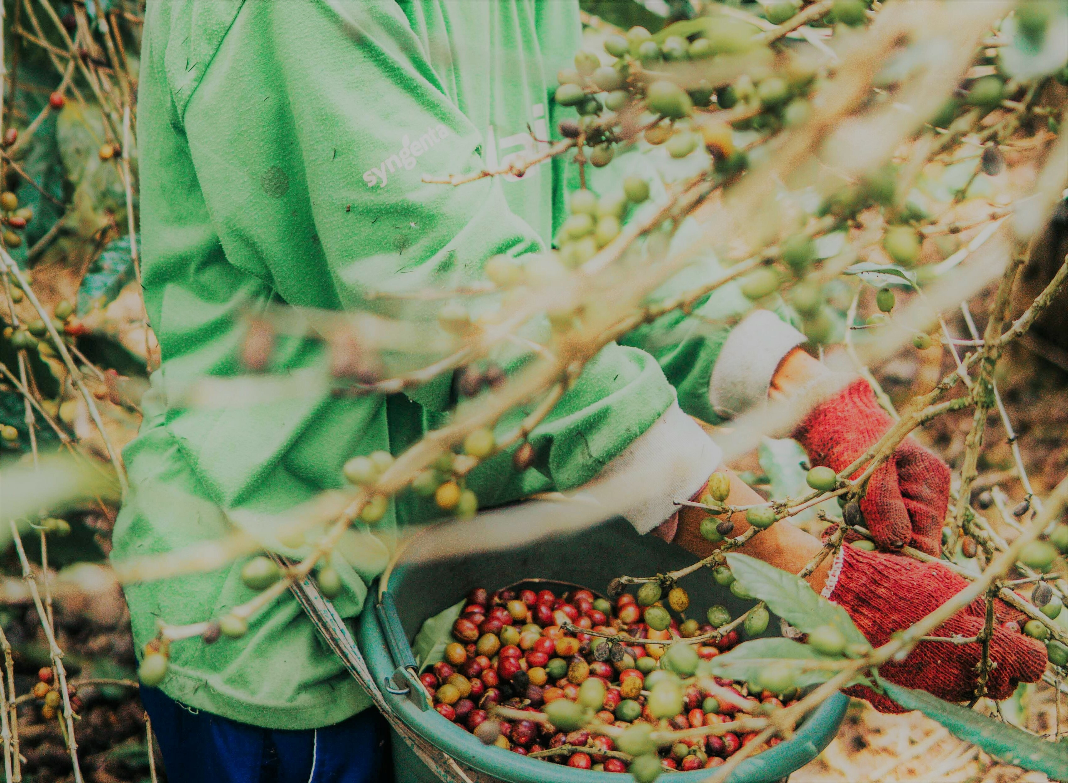 Organic Store Jersey Shore Coffee Roasters