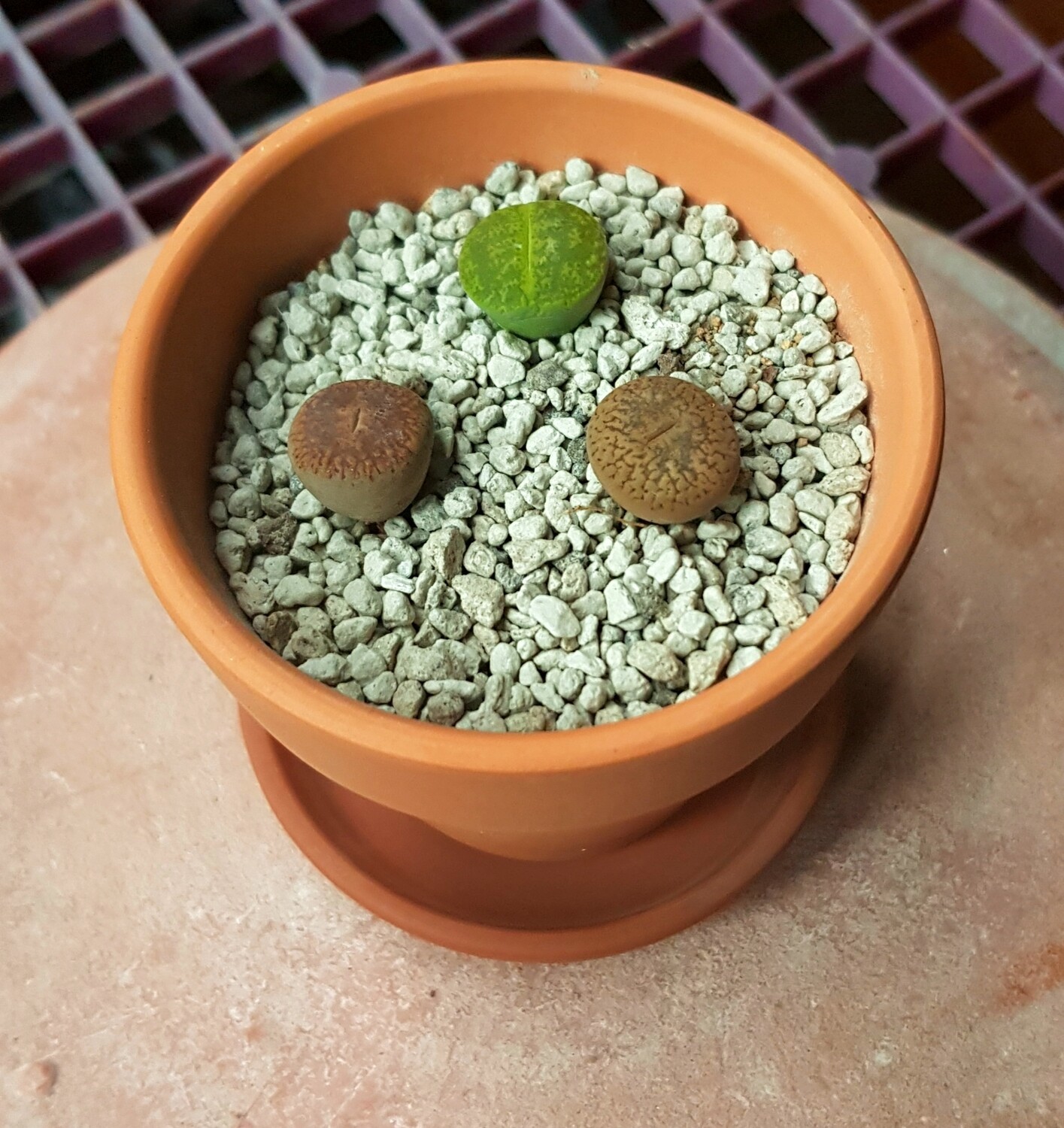 Pebble Plant (Mixed Colours) Large Pot Set