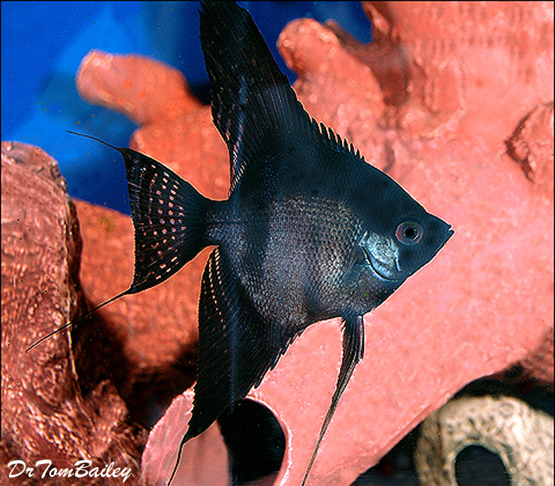 Premium Black Angelfish