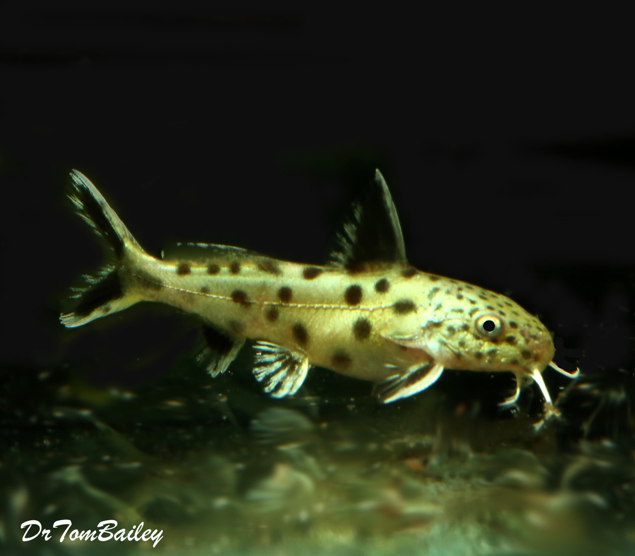 Premium Rare Synodontis Lucipinnis Catfish from Lake Tanganyika, on