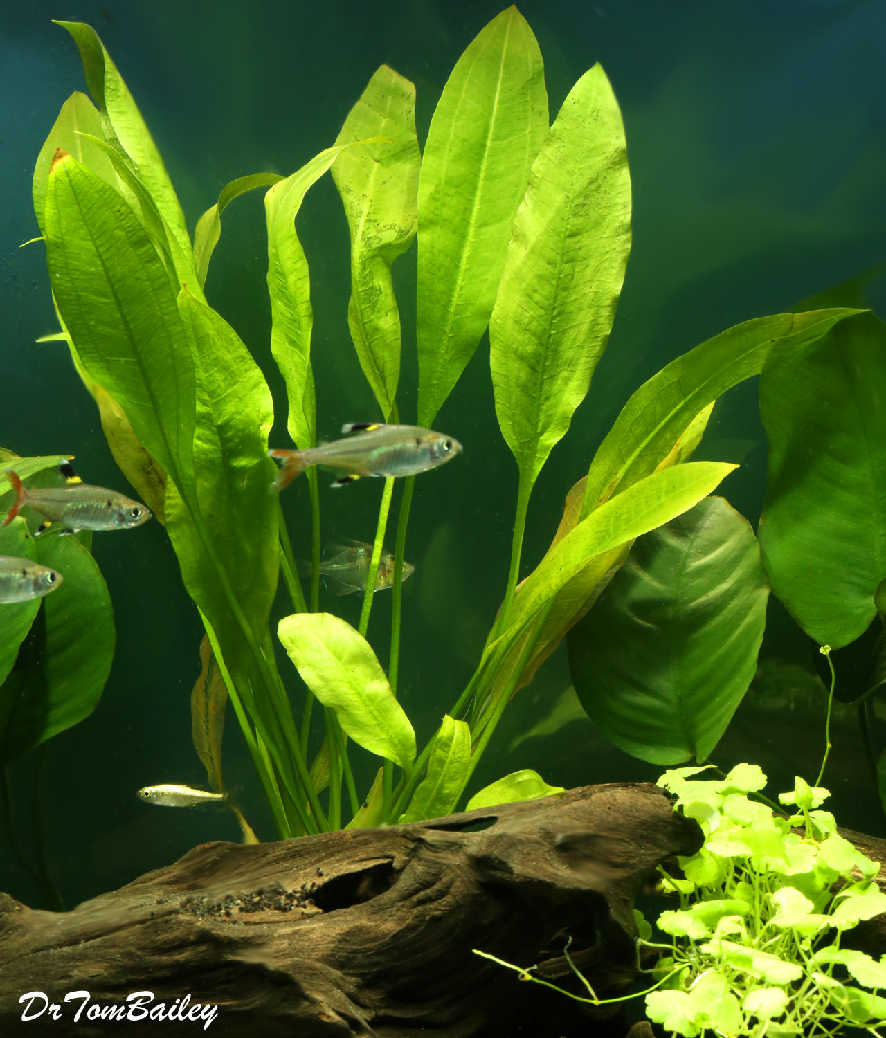 Premium Sword Plant, Size 7" to 8"