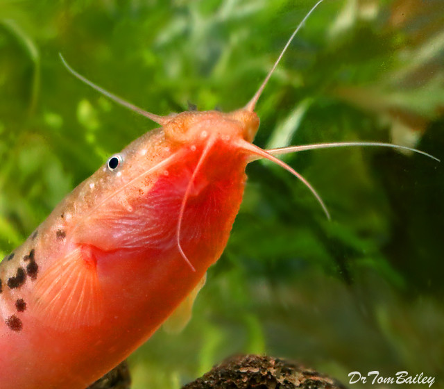 Premium WILD African Electric Catfish