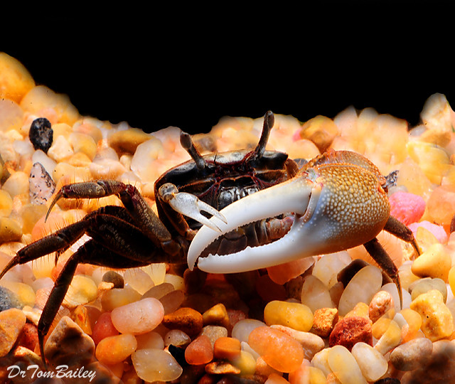 Premium WILD, Freshwater Gold Fiddler Crab, Size 1" to 1.5"