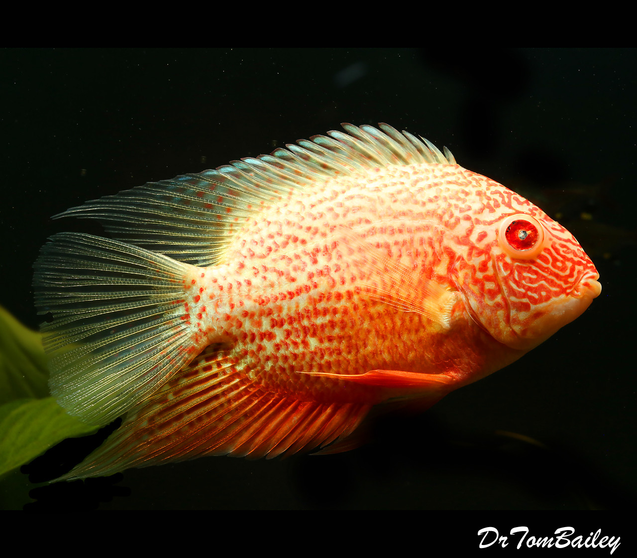 Red Spotted Severum Cichlid, 4" to 4.5" long. With one bad eye.