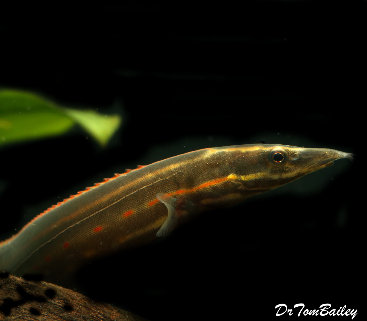 Premium WILD, Fire Eel