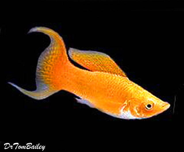 Premium Gold Metallic Lyretail Molly, Size: 2" to 2.5"