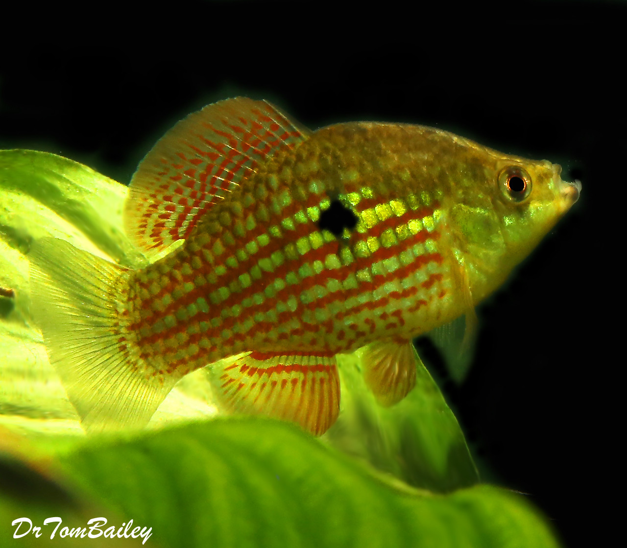 Premium Flagfish