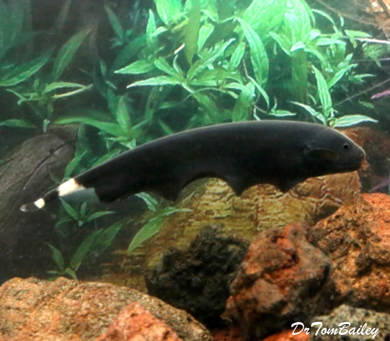 Premium Black Ghost Knifefish, Size 3" to 3.5"