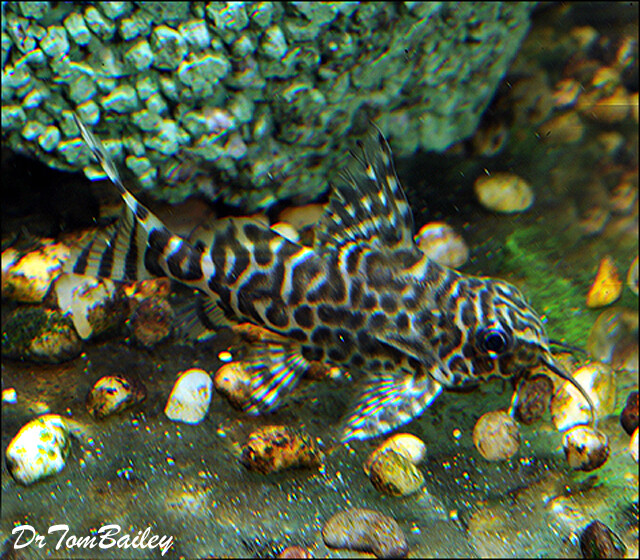 Premium Featherfin Synodontis eupterus, Squeaker Catfish, on SALE
