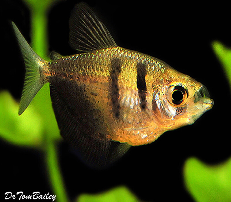 Premium Black Skirt Tetra, also called a Black Widow