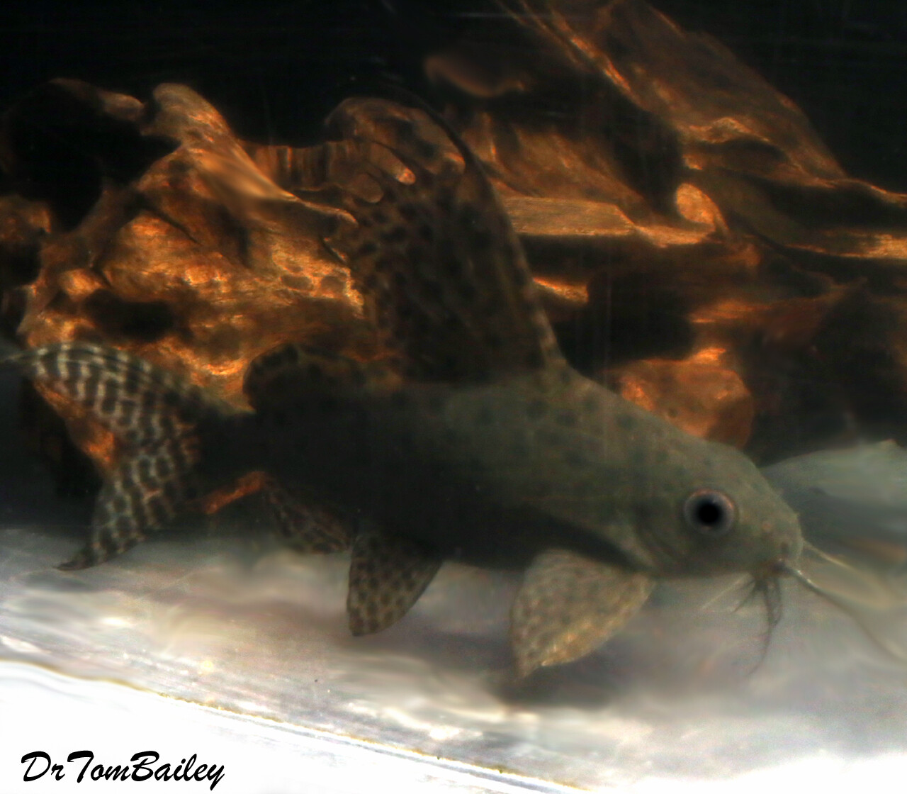 Premium WYSIWYG Featherfin Synodontis Eupterus, Squeaker Catfish, in G