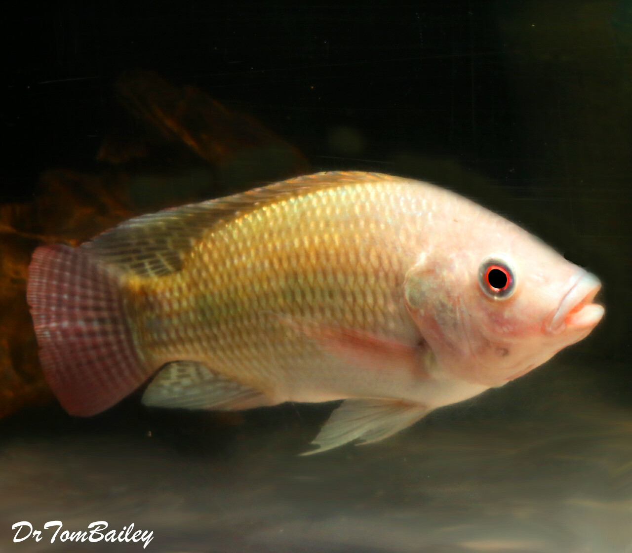 WYSIWYG Tilapia Cichlid
