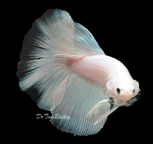 Premium MALE Rare Opaque White Betta Fish