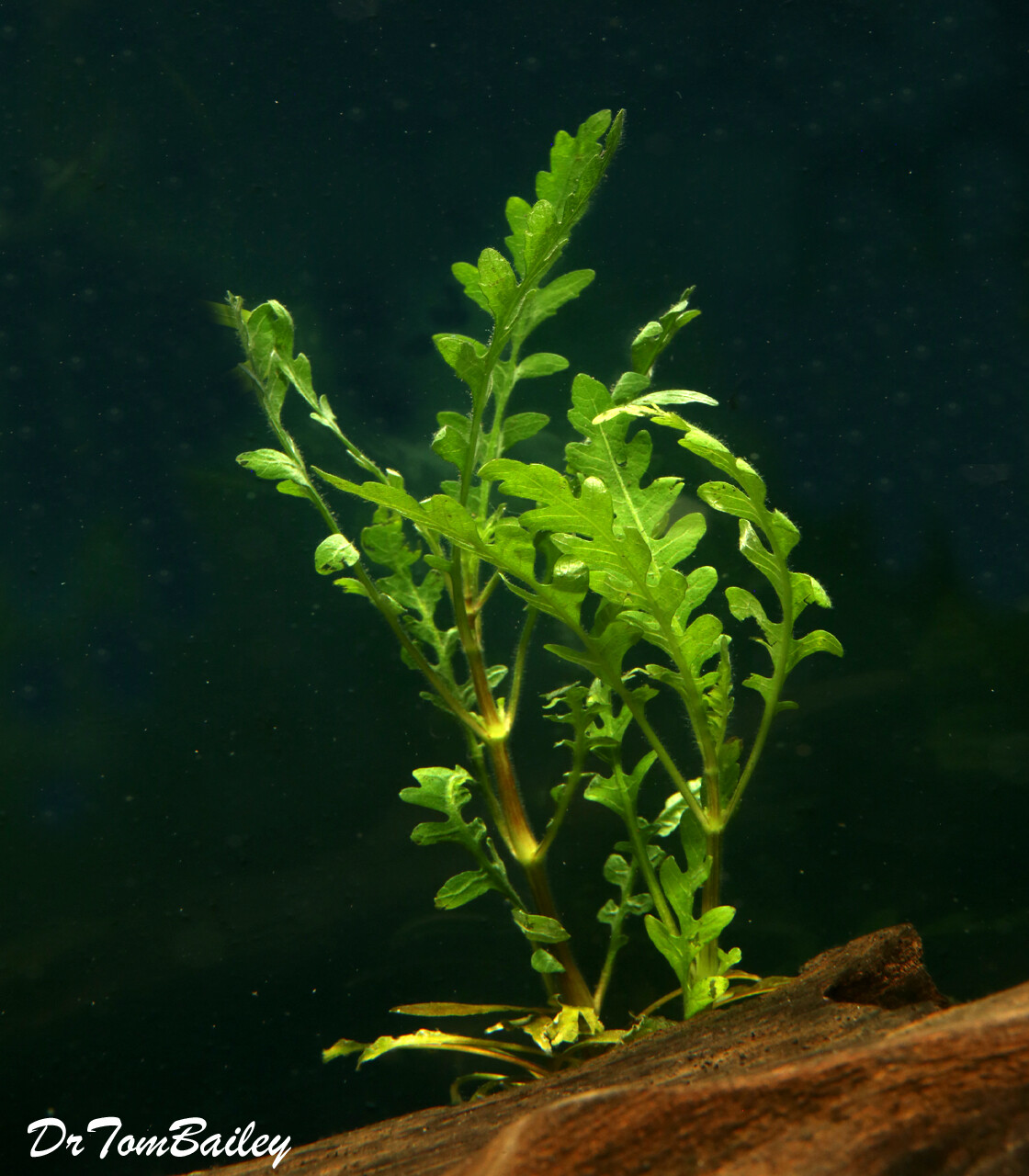 Premium New Hygrophila Pinnatifida Plant, Size 3" to 4"