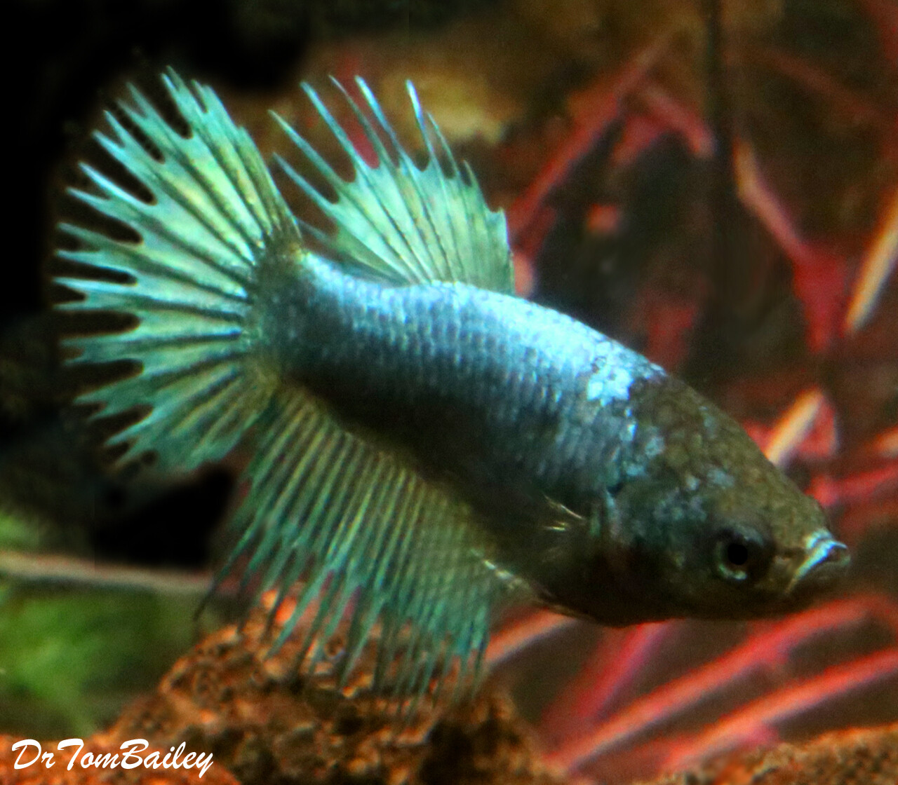 Premium FEMALE Green Crowntail Betta Fish